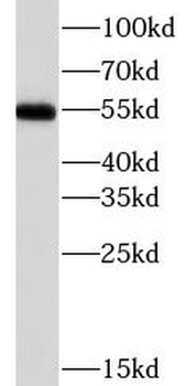 CHRNA7 Rabbit Polyclonal Antibody