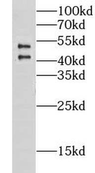 CHST9 Antibody