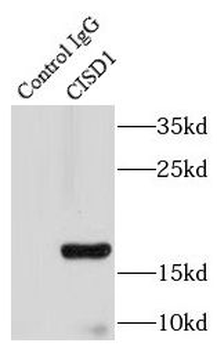 CISD1 Rabbit Polyclonal Antibody