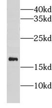 CISD1 Rabbit Polyclonal Antibody