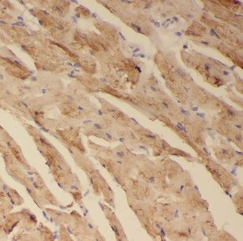 CISD1 Rabbit Polyclonal Antibody
