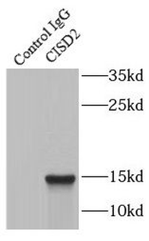 CISD2 Rabbit Polyclonal Antibody
