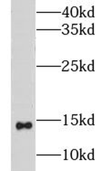 CISD2 Rabbit Polyclonal Antibody