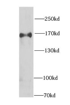 CLASP1 Rabbit Polyclonal Antibody