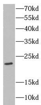 CLDN11 Antibody