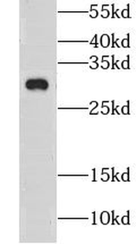 CLDN23 Rabbit Polyclonal Antibody