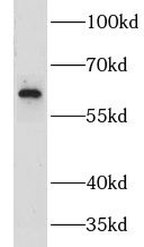 CNOT2 Antibody