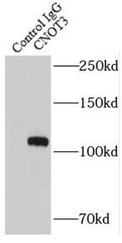 CNOT3 Antibody