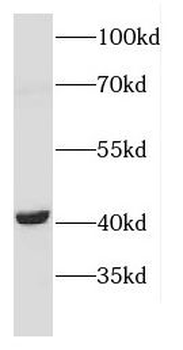 CNTFR Antibody