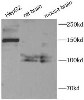 Collagen Type III Antibody