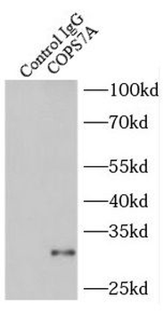 COPS7A Antibody