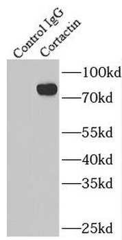 CTTN Antibody