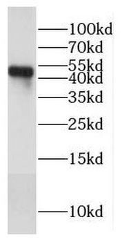 COX15 Rabbit Polyclonal Antibody