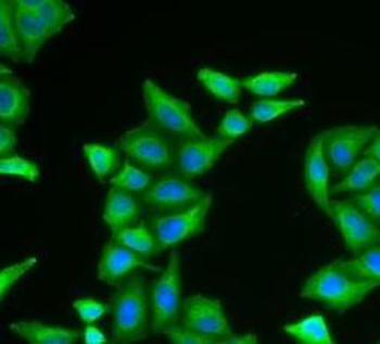 COX5A Rabbit Polyclonal Antibody
