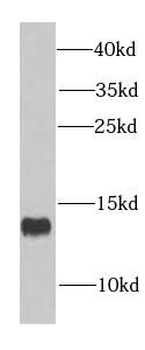 COX5A Rabbit Polyclonal Antibody