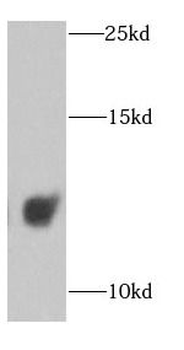 COX6A1 Antibody