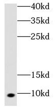 COX7A1 Rabbit Polyclonal Antibody