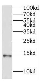 COX7A2L Antibody