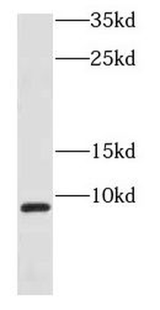 COX7B Rabbit Polyclonal Antibody