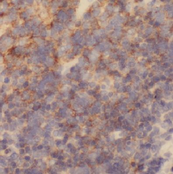 COX7B Rabbit Polyclonal Antibody