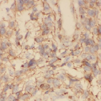 COX7C Rabbit Polyclonal Antibody