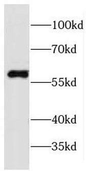 CPNE3 Rabbit Polyclonal Antibody