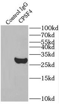 CPSF4 Antibody
