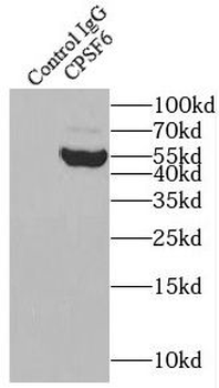 CPSF6 Antibody