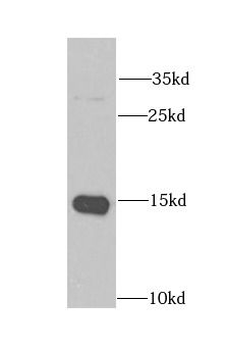 CRABP2 Antibody