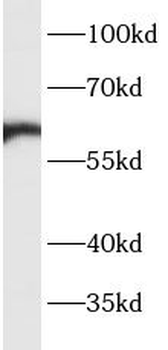CREB5 Rabbit Polyclonal Antibody