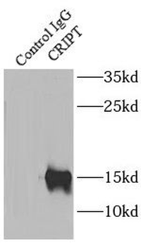 CRIPT Rabbit Polyclonal Antibody
