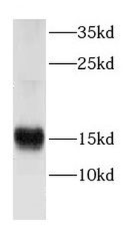 CRIPT Rabbit Polyclonal Antibody