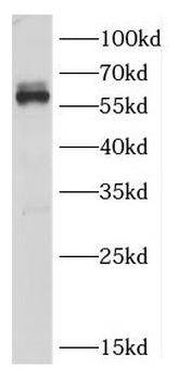 CRMP1 Antibody