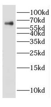 Dpysl3 Antibody