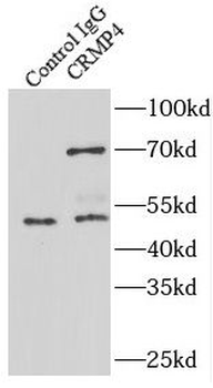 Dpysl3 Antibody