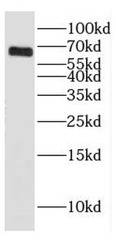 Dpysl3 Antibody
