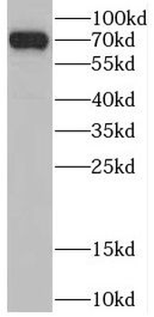 CSNK1A1L Antibody