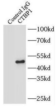 CTBP1 Rabbit Polyclonal Antibody
