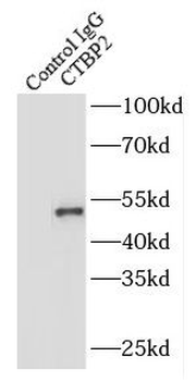 CTBP2 Antibody