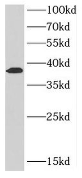 CCN2 Antibody