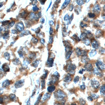 CXCL13 Antibody