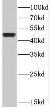 ACKR3 Antibody