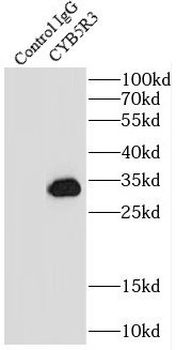 CYB5R3 Rabbit Polyclonal Antibody