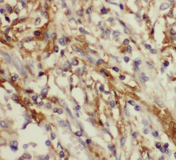 CYB5R3 Rabbit Polyclonal Antibody