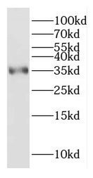 CYC1 Rabbit Polyclonal Antibody