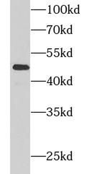 CCNA2 Antibody