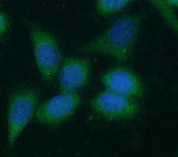 CCNB1 Antibody