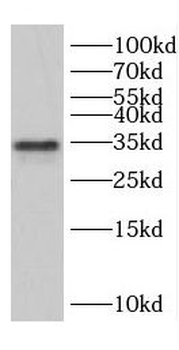 CCNG1 Rabbit Polyclonal Antibody