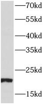 PPIB Antibody