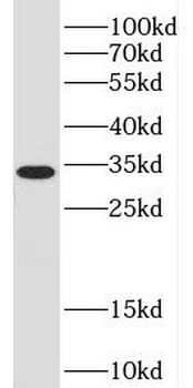 PPIE Rabbit Polyclonal Antibody